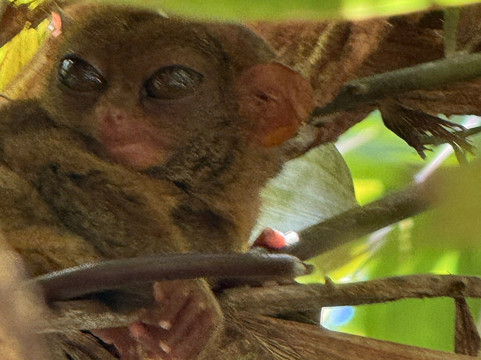 菲律宾眼镜猴及野生动物保护区-Corella必去景点