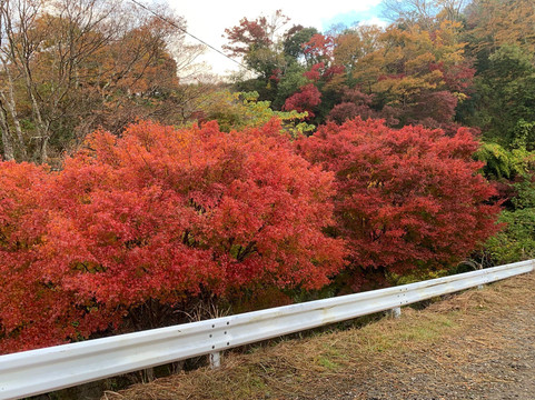 Maple Road-富津市必去景点