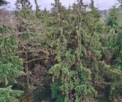 Treetop Walk Avondale-Rathdrum必去景点