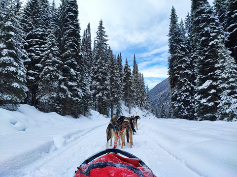 Cold Fire Creek Dogsledding-维尔蒙特必去景点