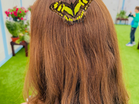 The Flower Fields at Carlsbad Ranch-卡尔斯巴德必去景点