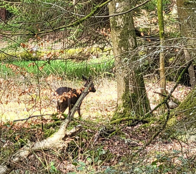Bolam Lake Country Park-Belsay必去景点