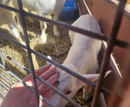 Hochatown Petting Zoo-Broken Bow必去景点