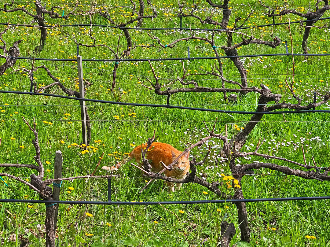 Domaine Des Hautes Collines-Saint Jeannet必去景点