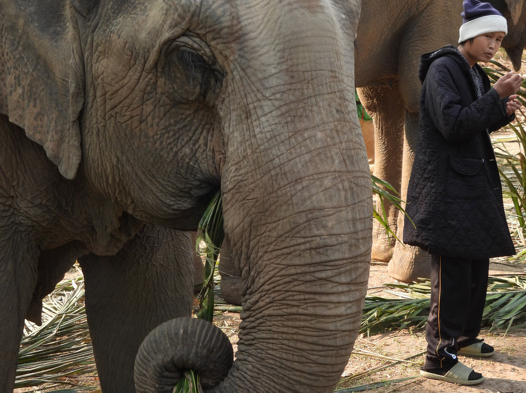 Elephant Peace Project-清莱必去景点