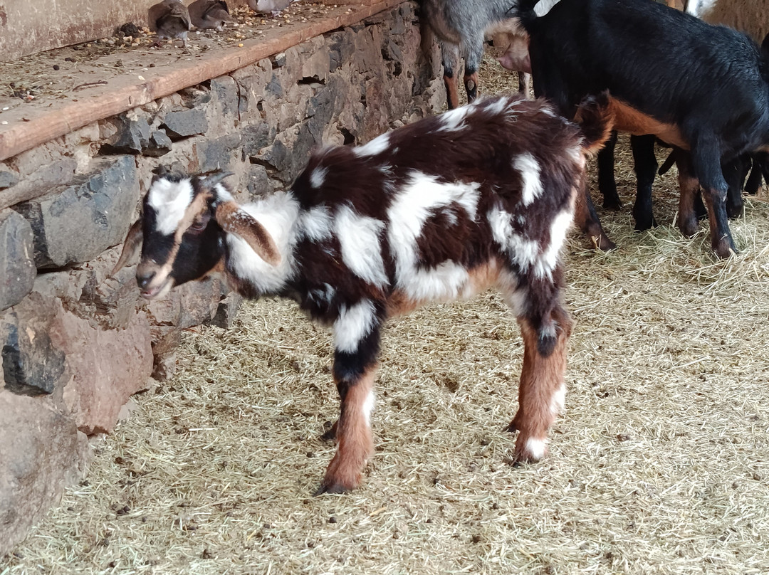 苏城-San Bartolome de Tirajana必去景点