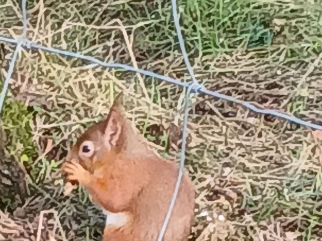 Highland Wildlife Park-Kincraig必去景点