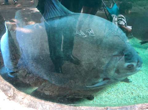 奥杜邦昆虫博物馆-新奥尔良必去景点