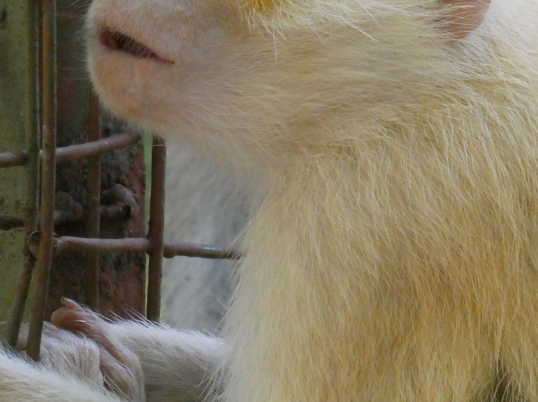 Colobus Conservation-迪亚尼必去景点