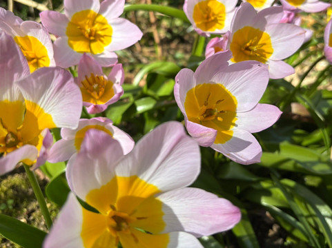 Abbotsbury Subtropical Gardens-Abbotsbury必去景点