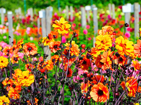 Aylett Nurseries-圣奥尔本斯必去景点