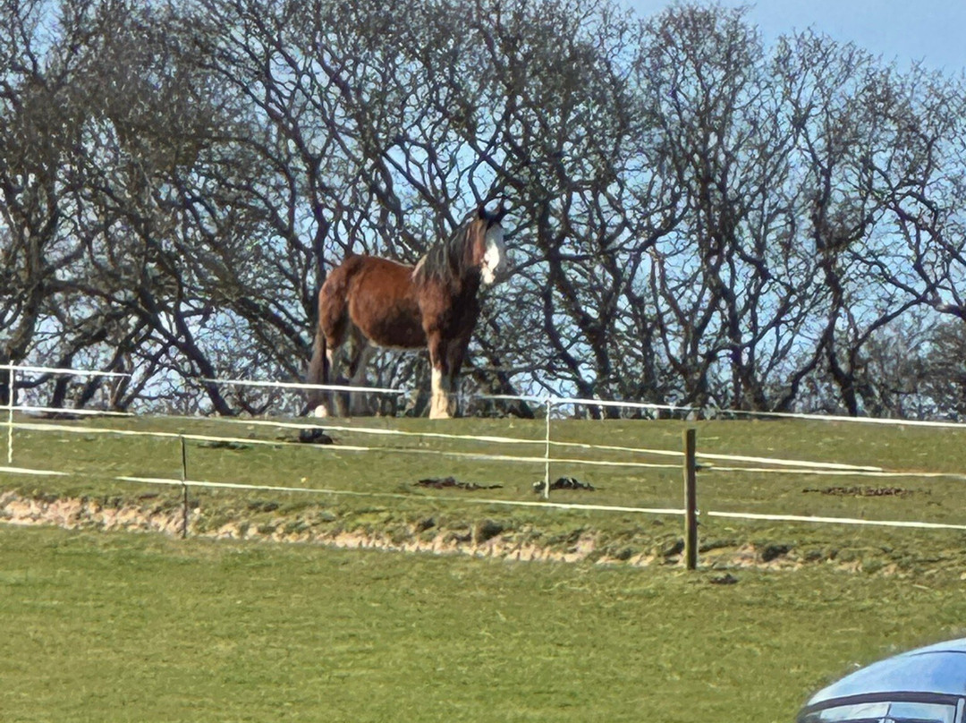 Hillside Shire Horse Sanctuary-West Runton必去景点