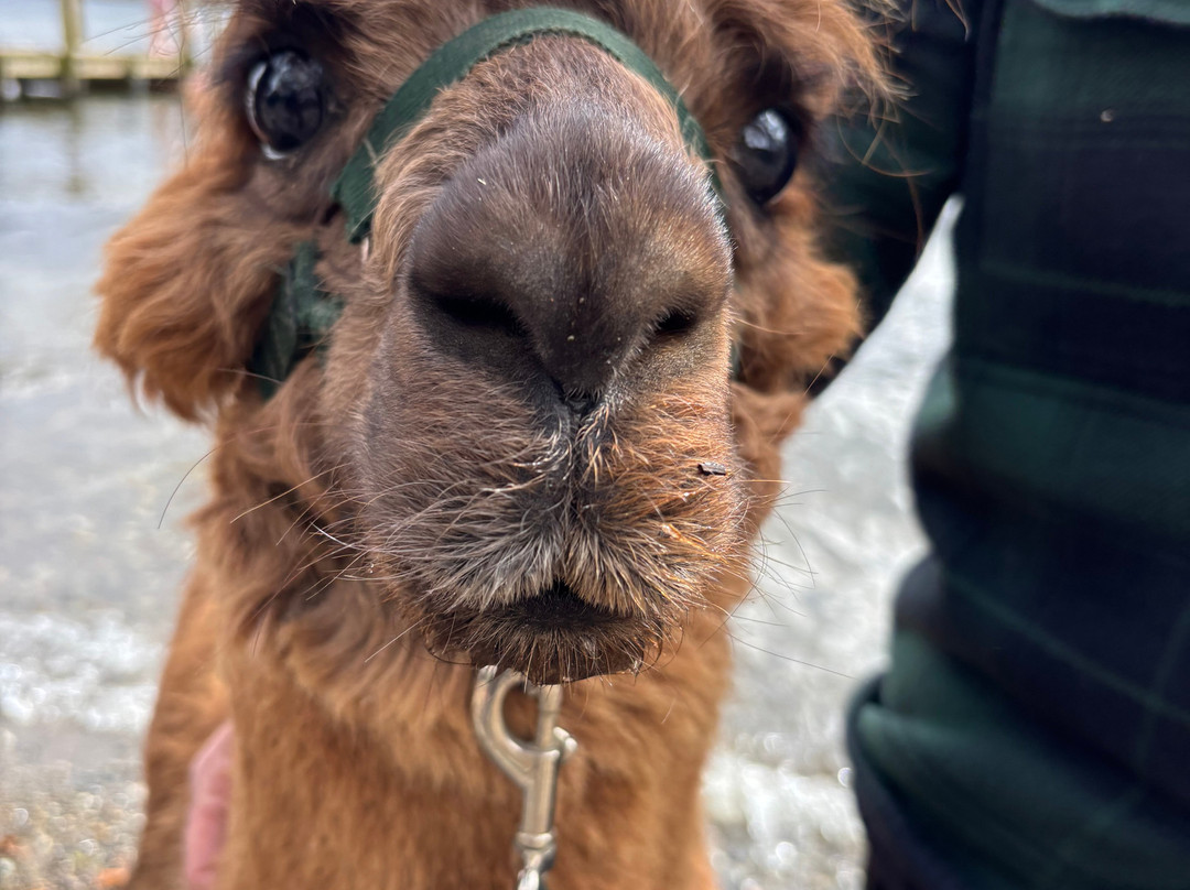 Alpacaly Ever After-Portinscale必去景点