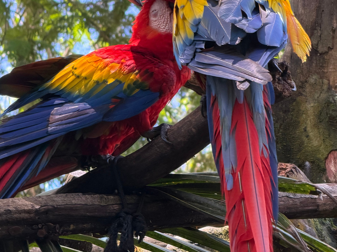 Jaguar Rescue Center-旧港必去景点
