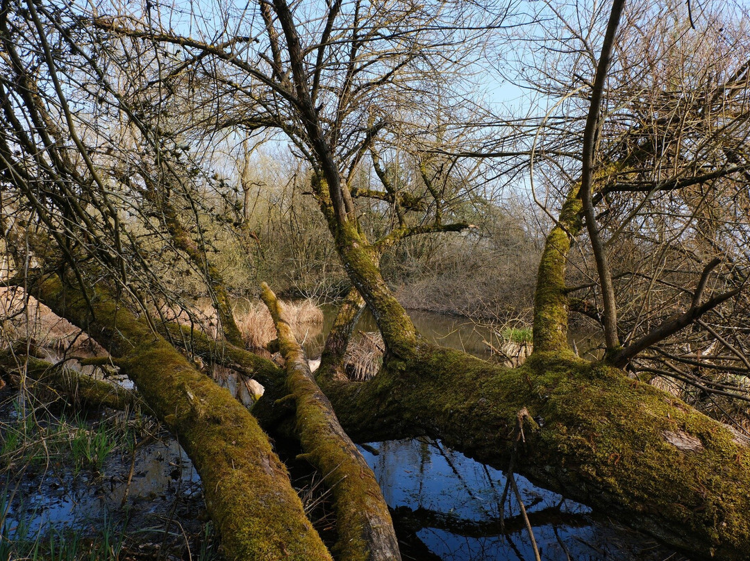 Petite Camargue Alsacienne-圣路易斯必去景点