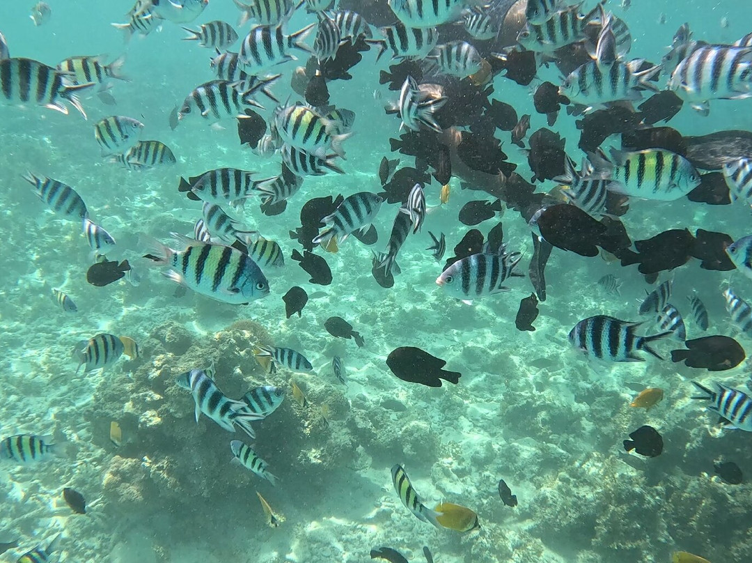 Dive Point Zanzibar-Matemwe必去景点