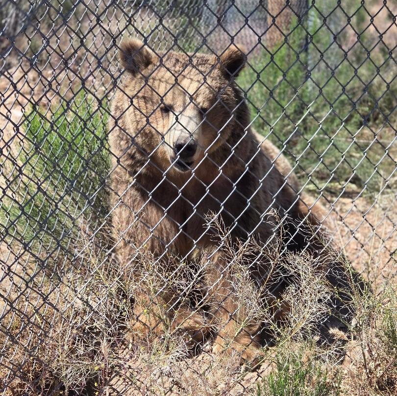 Out Of Africa Wildlife Park-Camp Verde必去景点
