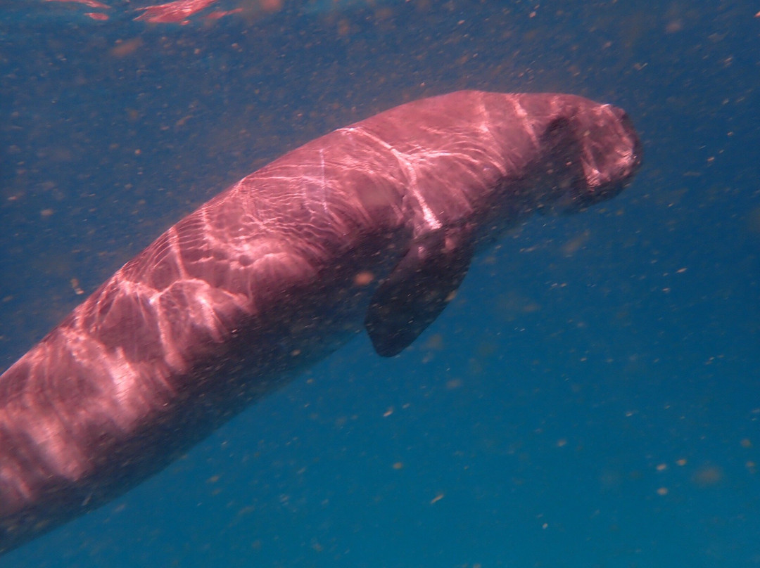 Dugong Dive Center-San Jose必去景点