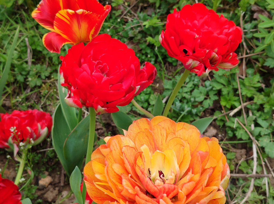 Jardin du Peintre Andre Van Beek-Saint-Paul必去景点