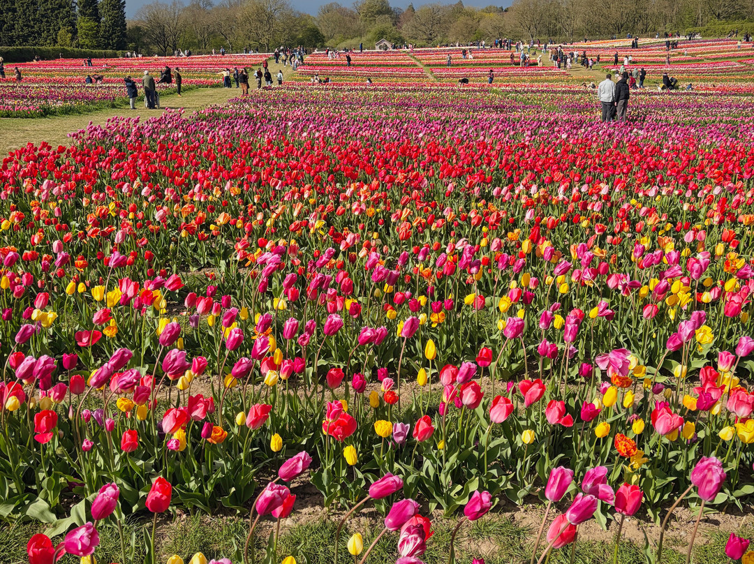 Tulleys Tulip Garden - Warwickshire-沃里克必去景点