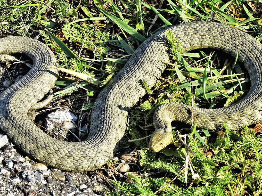 Nationalpark Donau-Auen-Orth an der Donau必去景点
