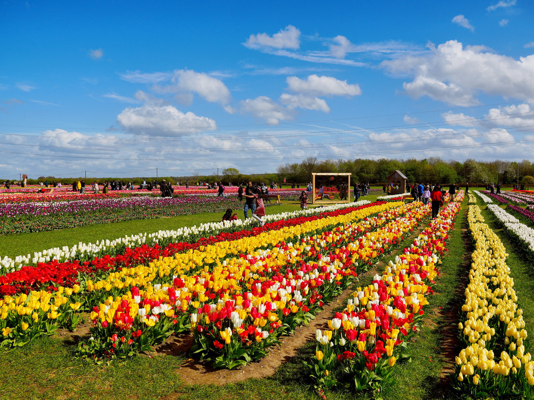 Tulleys Tulip Fields - Hertfordshire-圣奥尔本斯必去景点