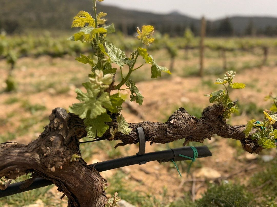 Masia Serra-Cantallops必去景点