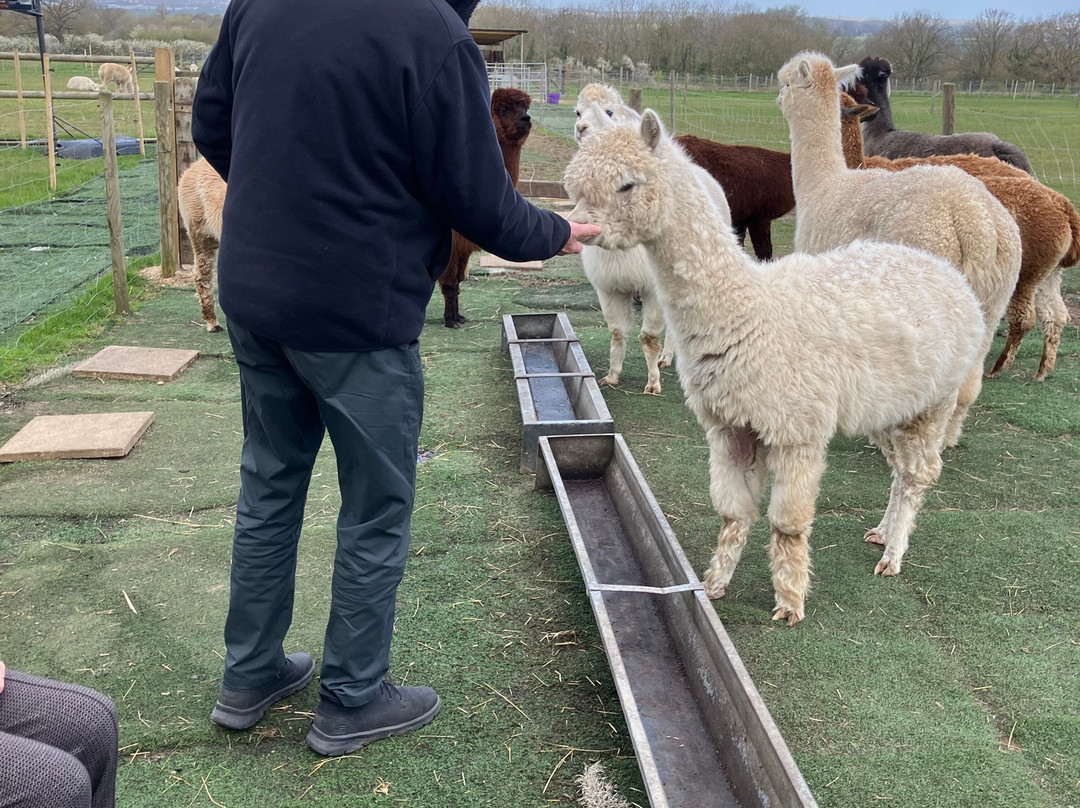 Baddow Hill Alpacas-切姆斯福德必去景点