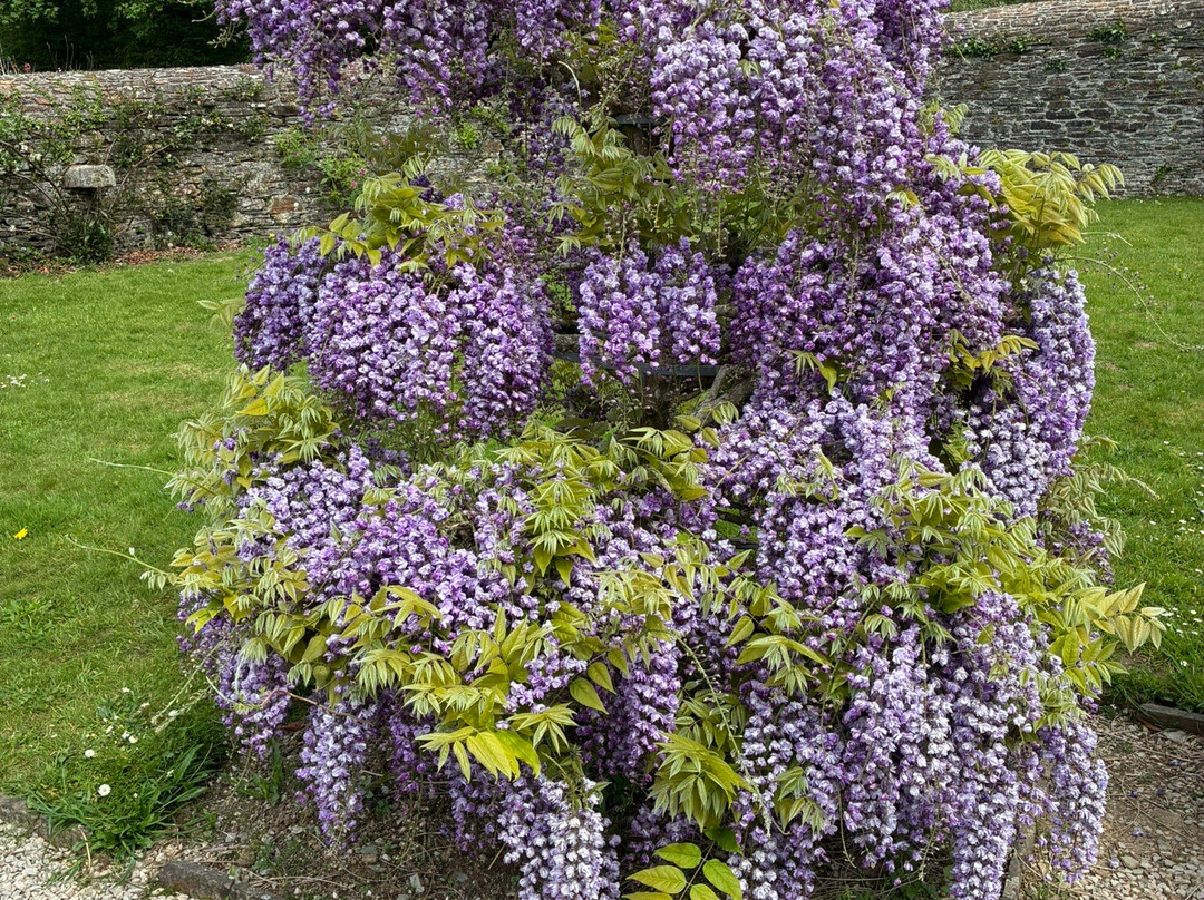 Buckland Abbey, National Trust-Yelverton必去景点