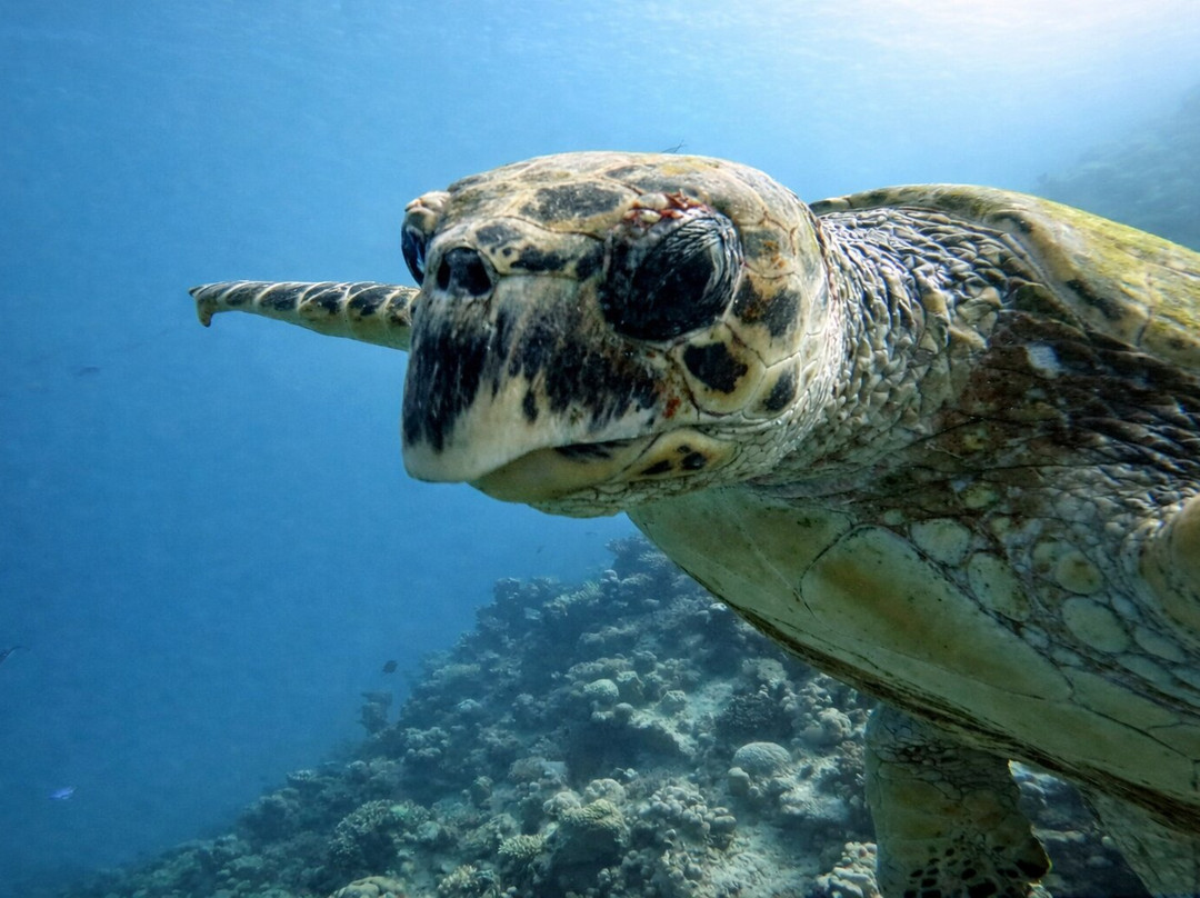 Orca Dive Club Safaga-Safaga必去景点