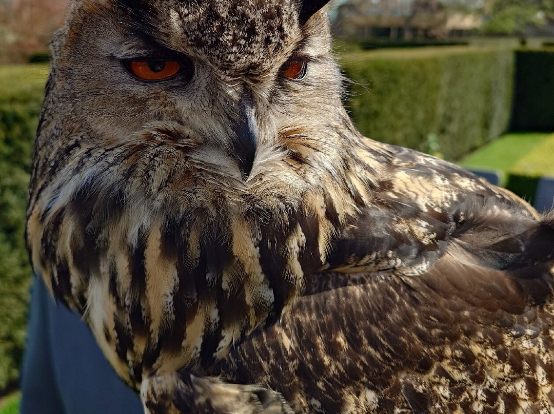 Andy Howeys Birds of Prey Centre-特威德河畔贝里克必去景点