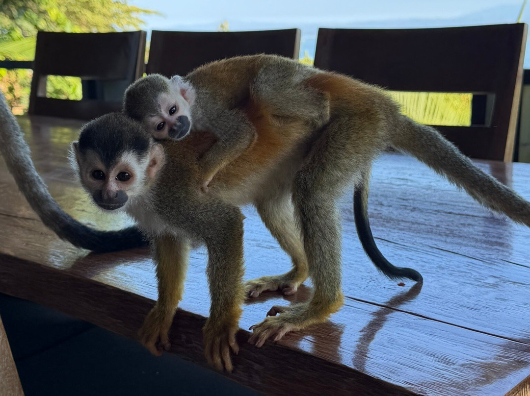 图莱马尔豪华度假屋主图