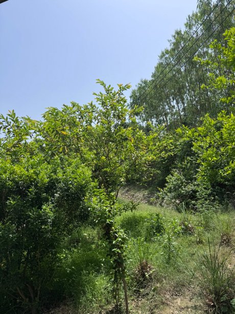 Aalia丛林班达再次-旅行者