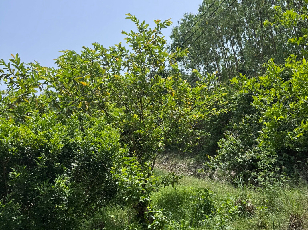 Aalia丛林班达再次主图