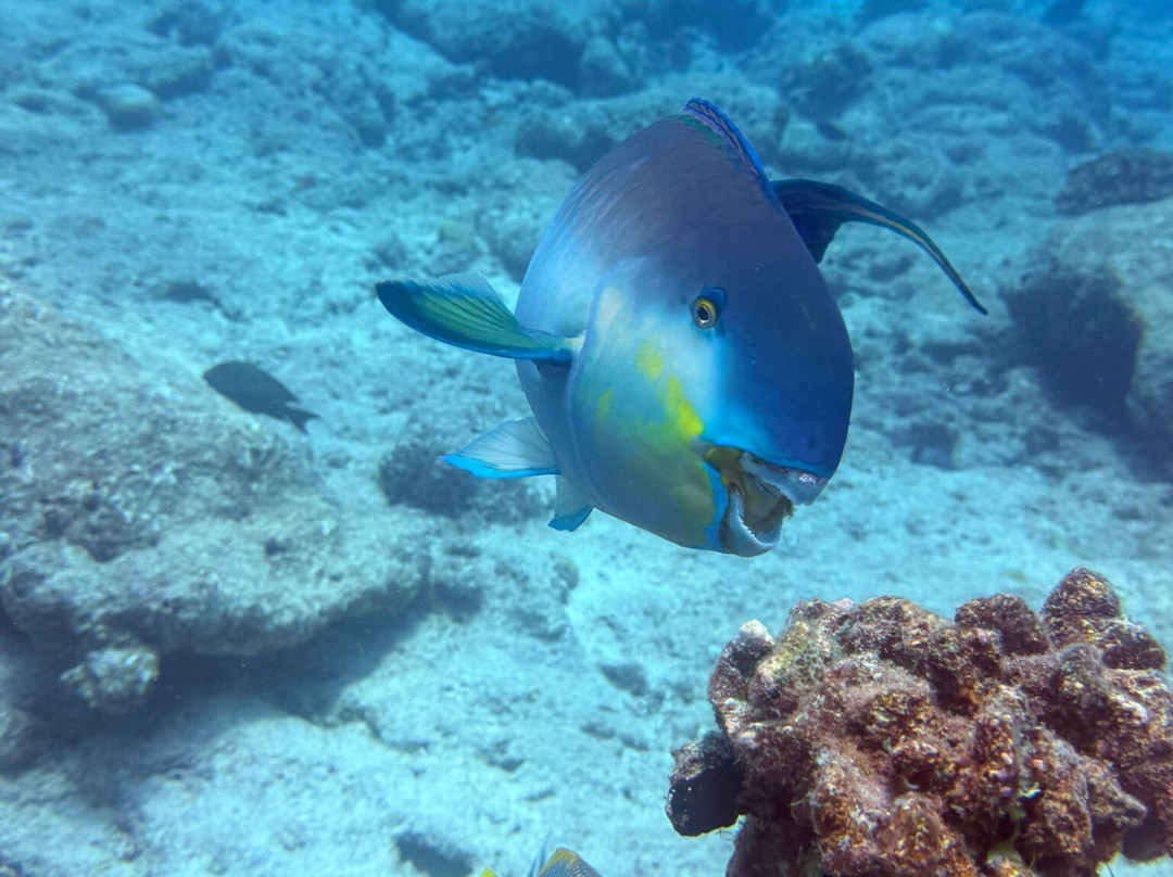 Euro-Divers Club Med Kani-卡尼翡诺岛必去景点