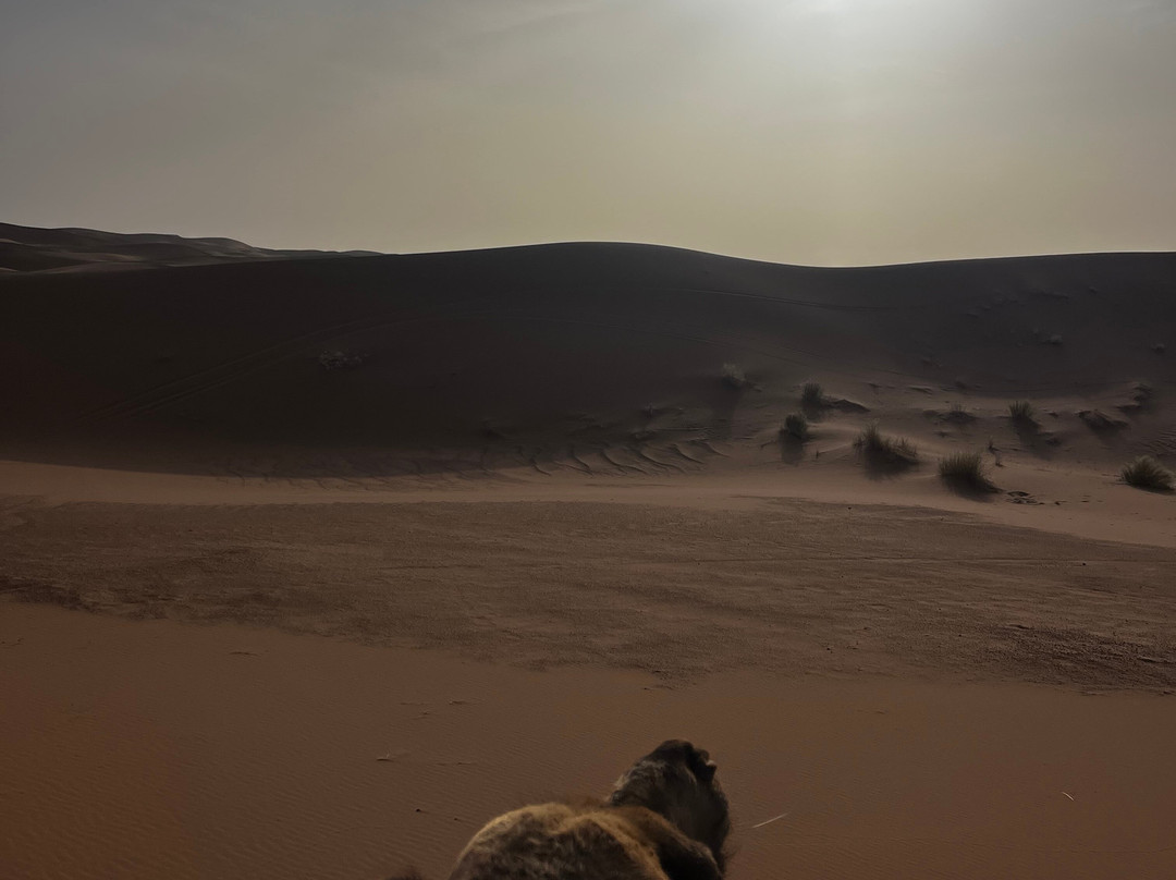 Caravane Renard du Desert-迈哈米德必去景点