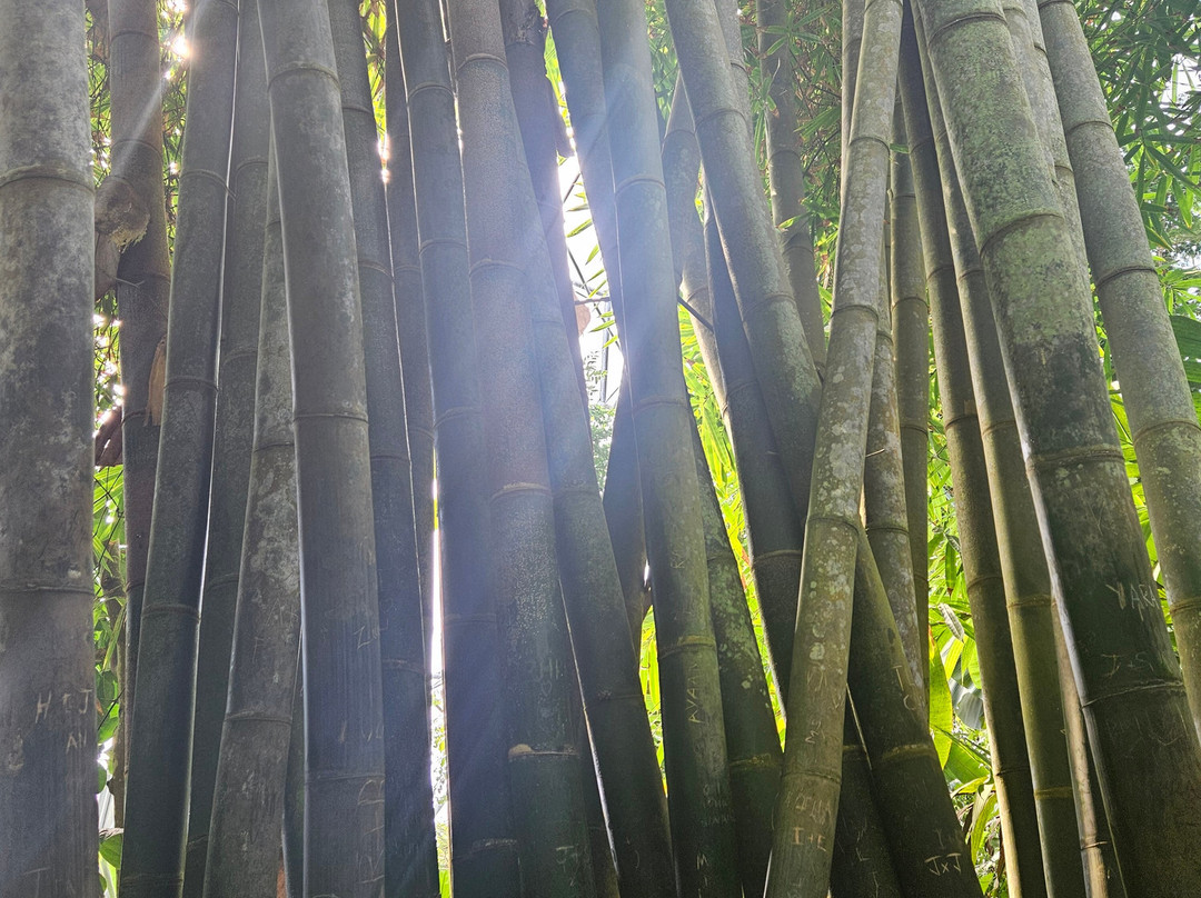 伊甸园植物园-Bodelva必去景点
