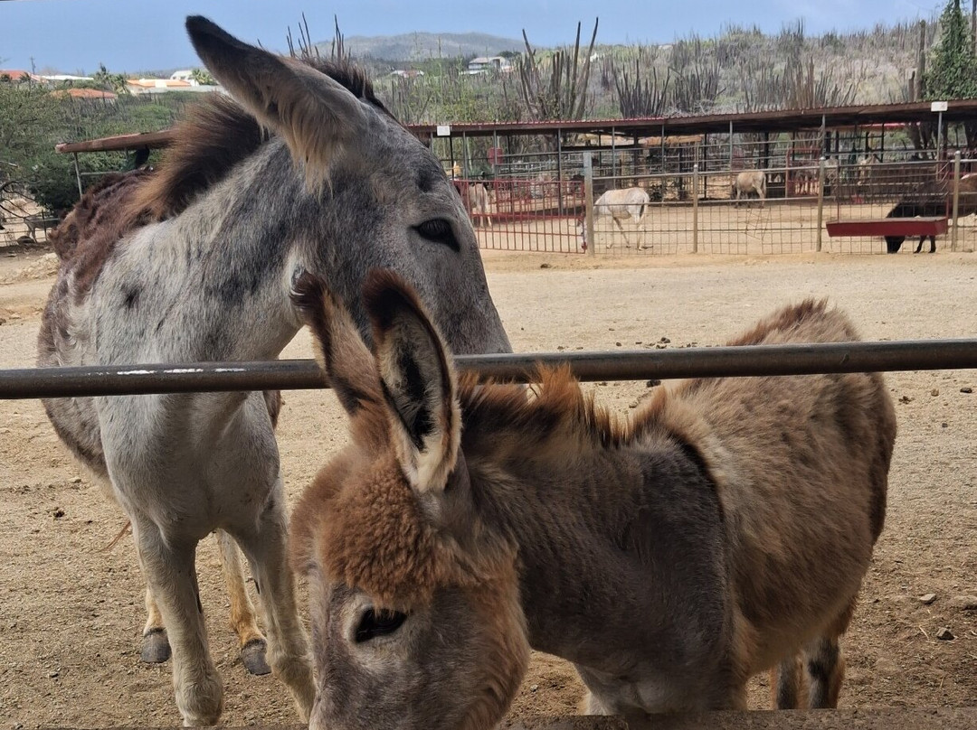 Donkey Sanctuary Aruba-Santa Cruz必去景点