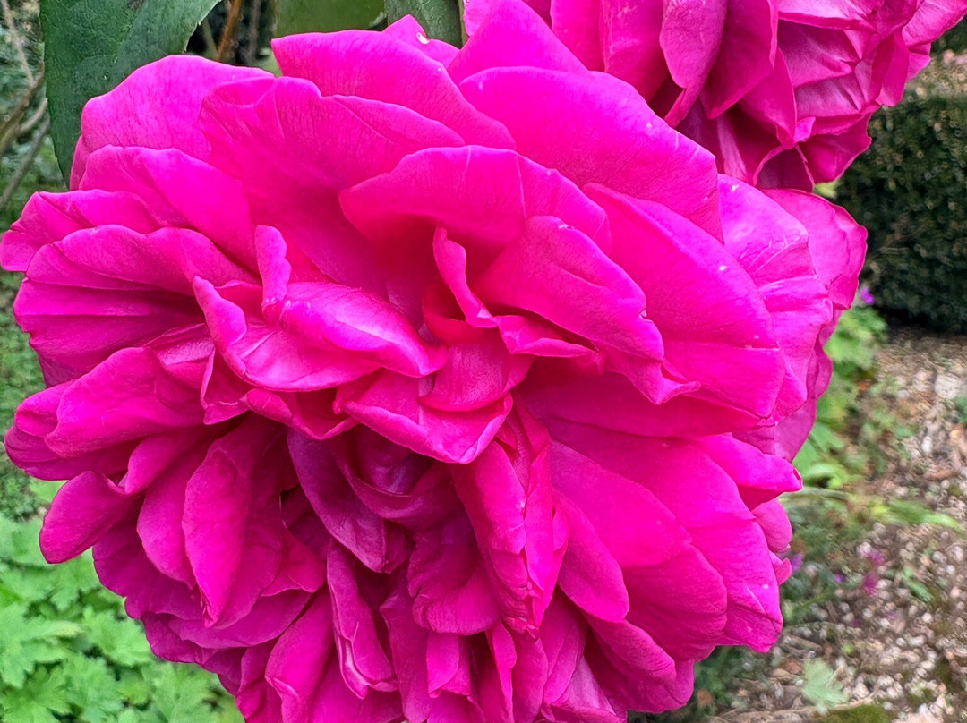 Red Cow Farm - Open Garden-Sutton Forest必去景点