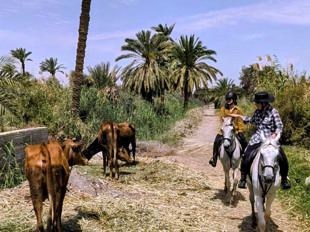Tunis Stable-Tunis必去景点