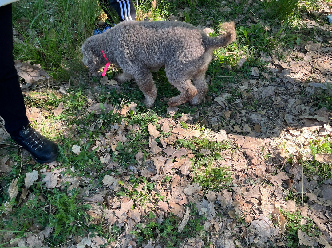 Truffle Hunting-卡兰巴卡必去景点