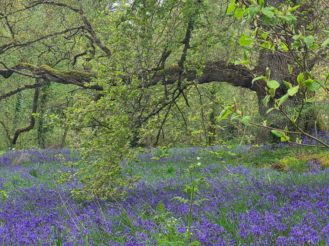 Tullynally Castle Gardens-Castlepollard必去景点