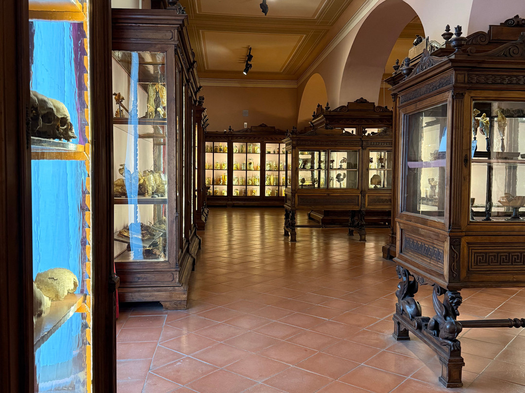 MUSA - Museo Universitario delle Scienze e delle Arti-那不勒斯必去景点