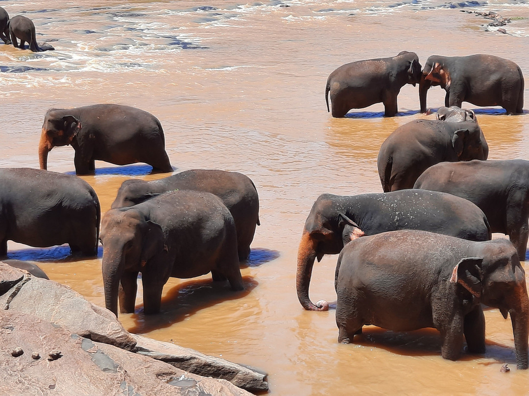 Sri Lanka Wide Tours-科伦坡必去景点