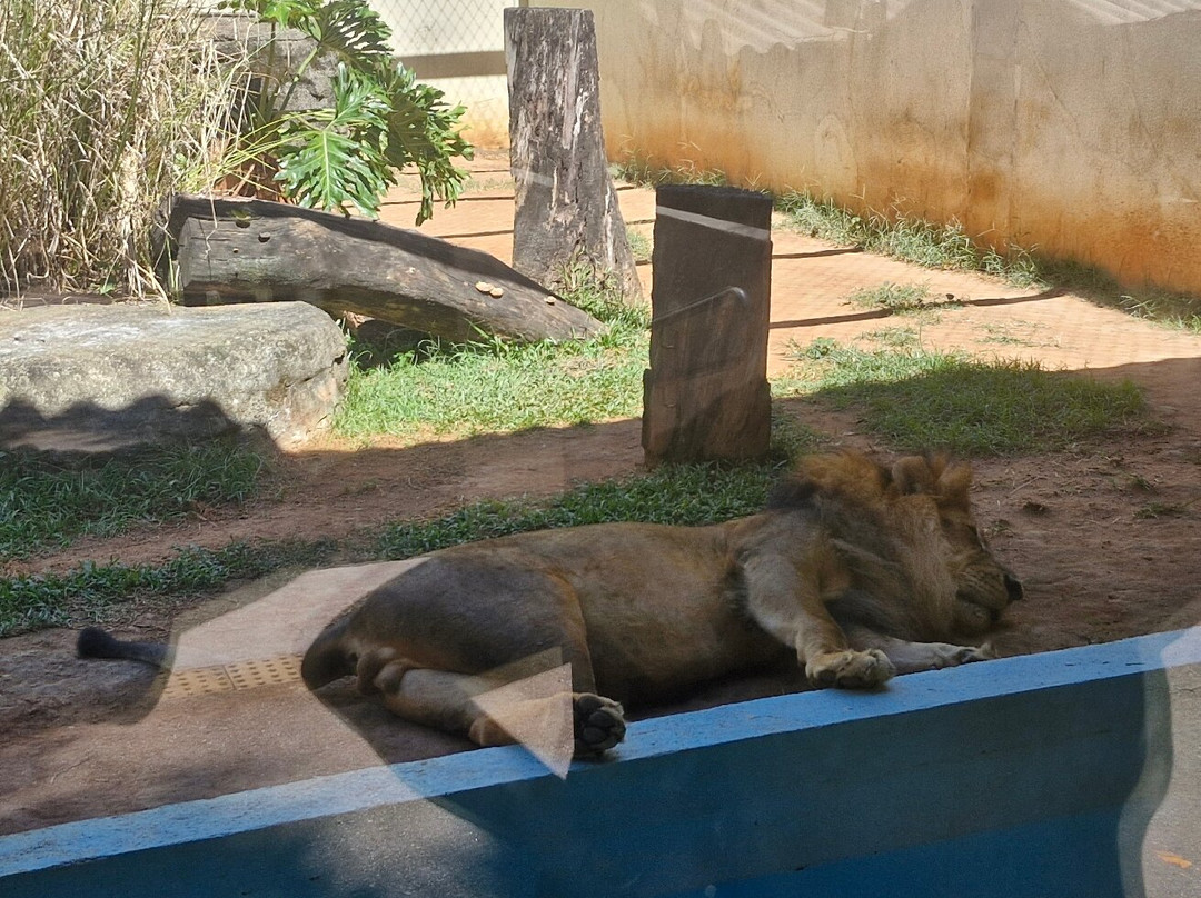 Parque Zoológico De Goiânia-戈亚尼亚必去景点