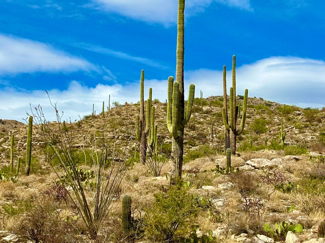 Mt. Lemmon Scenic Byway-图森必去景点