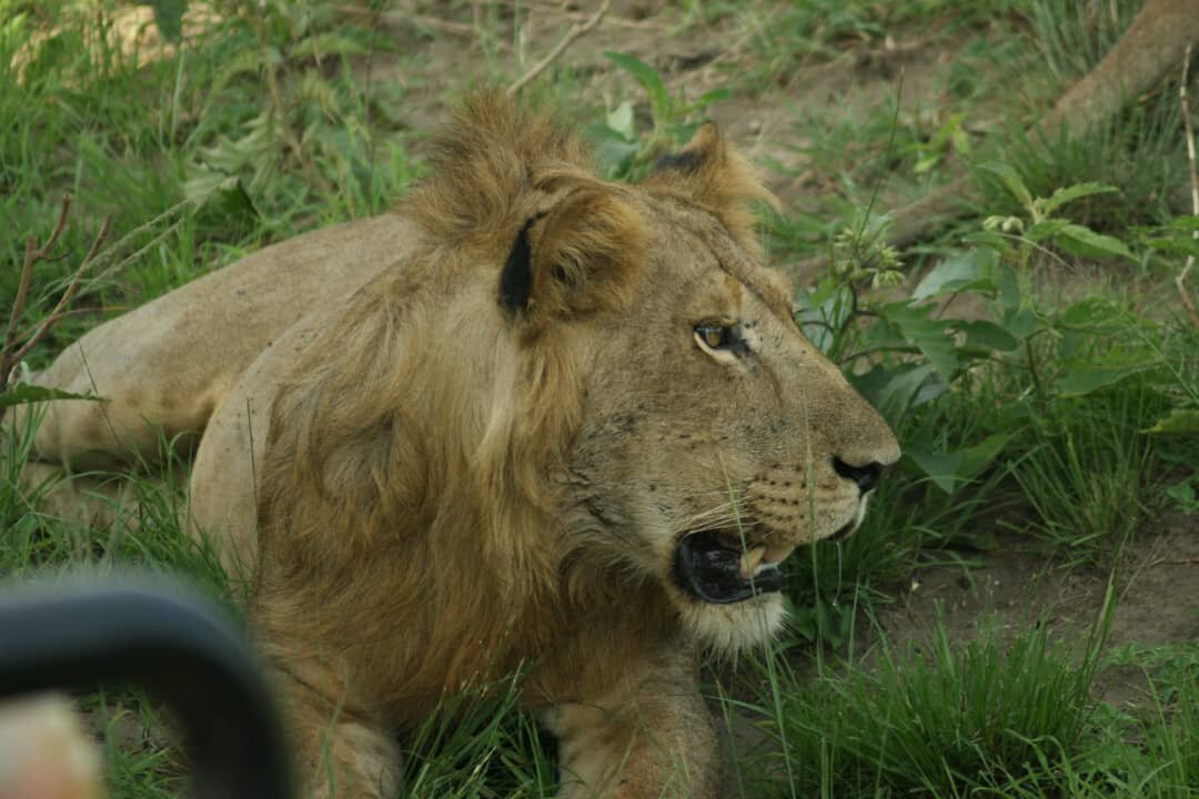 Northern Nature Safaris-Gulu必去景点