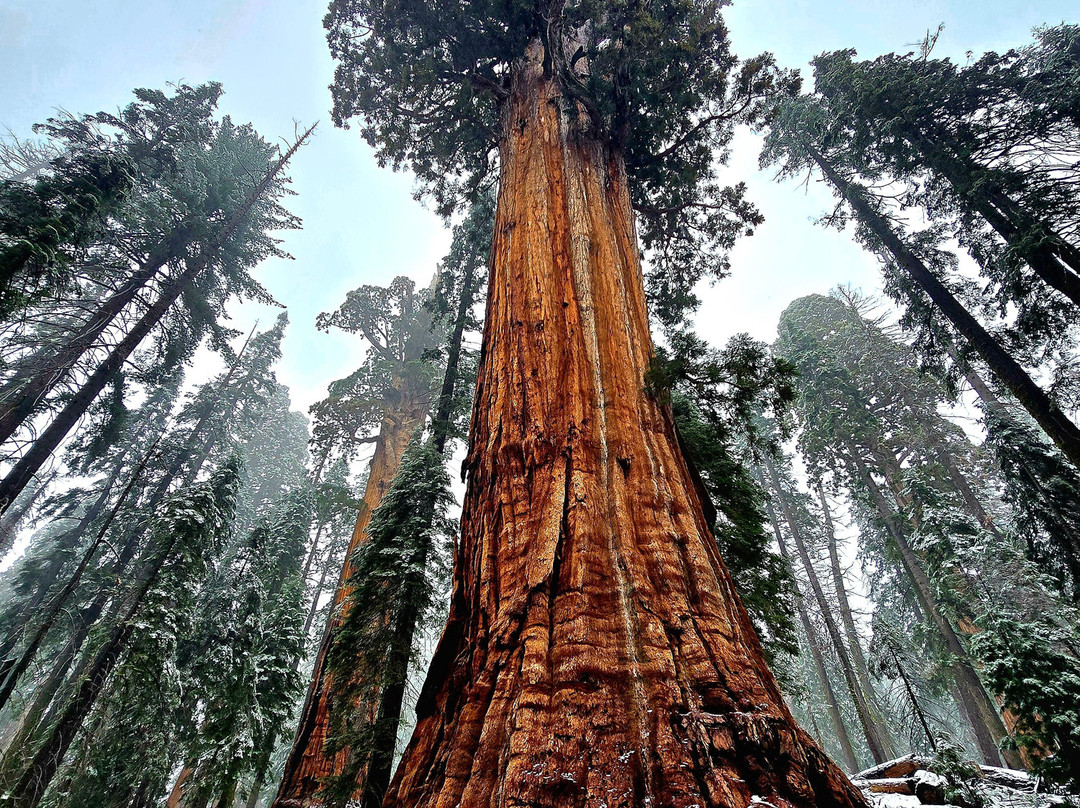 Sequoia National Park-维塞利亚必去景点