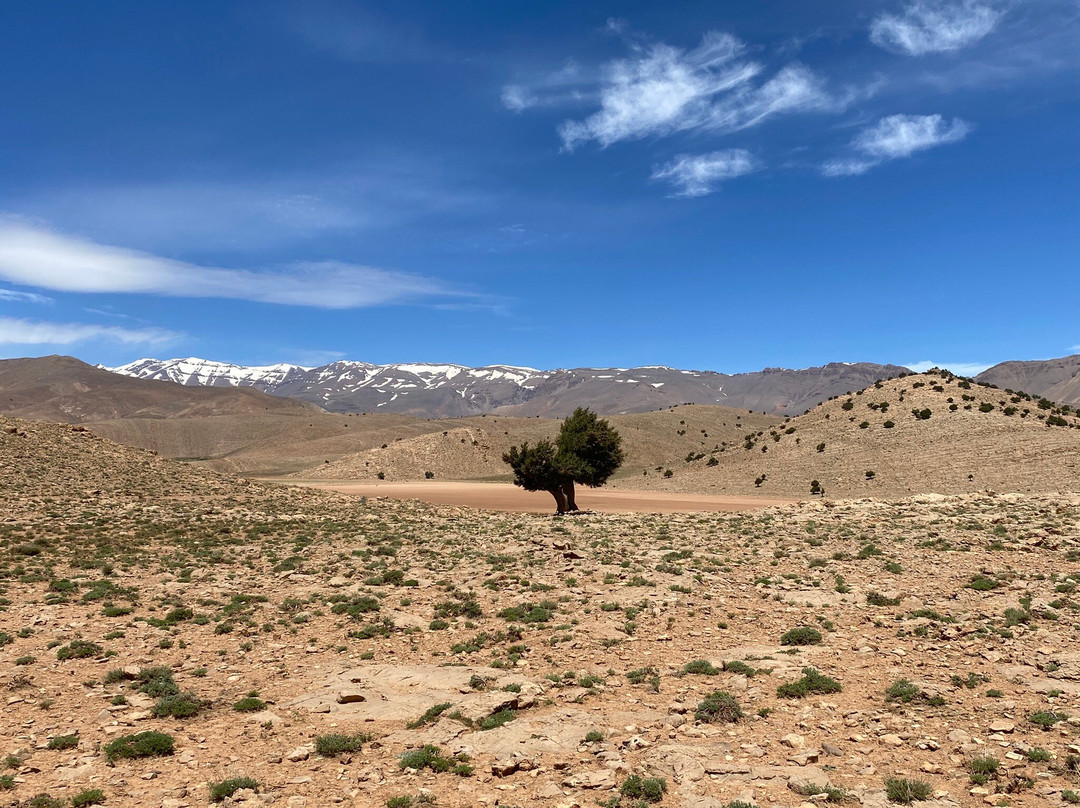 Caravane Renard du Desert-迈哈米德必去景点
