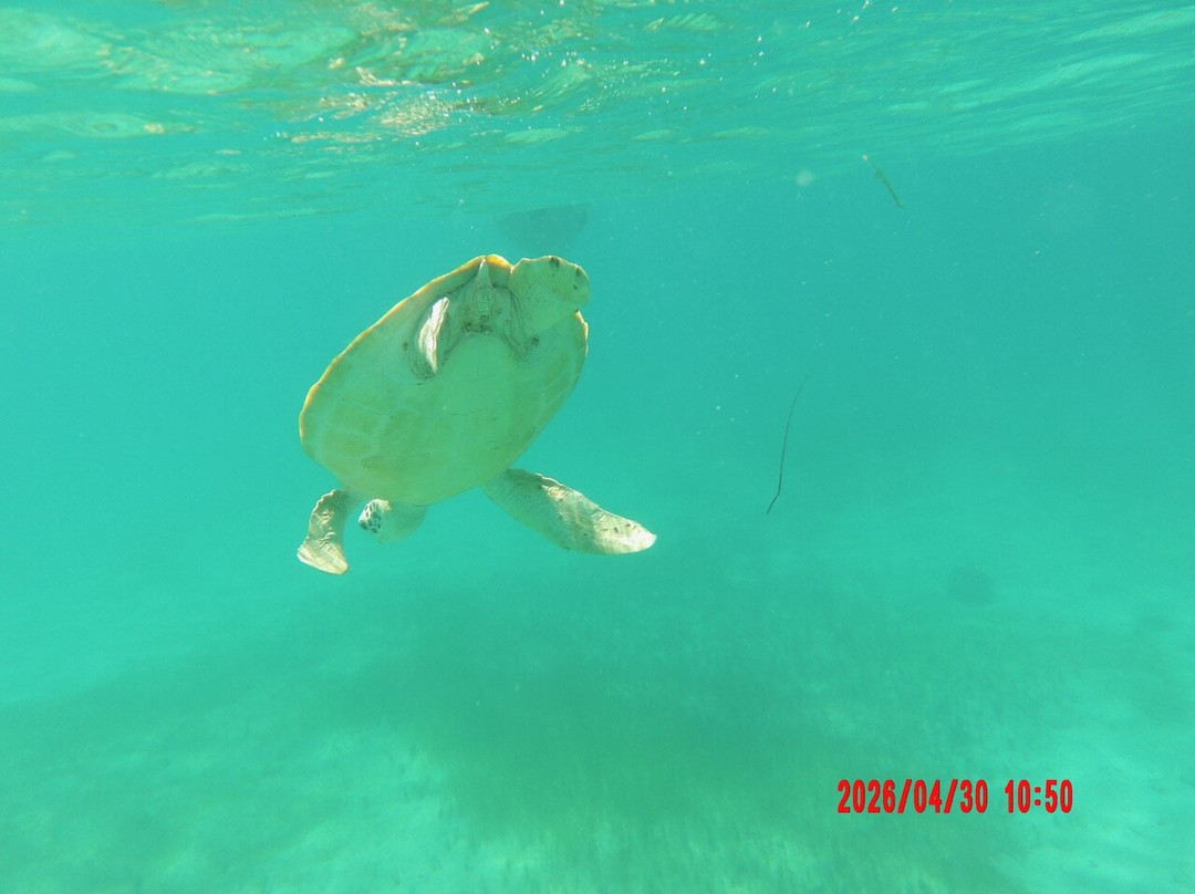 Scoobi Catamaran Charters-Anse Marcel必去景点